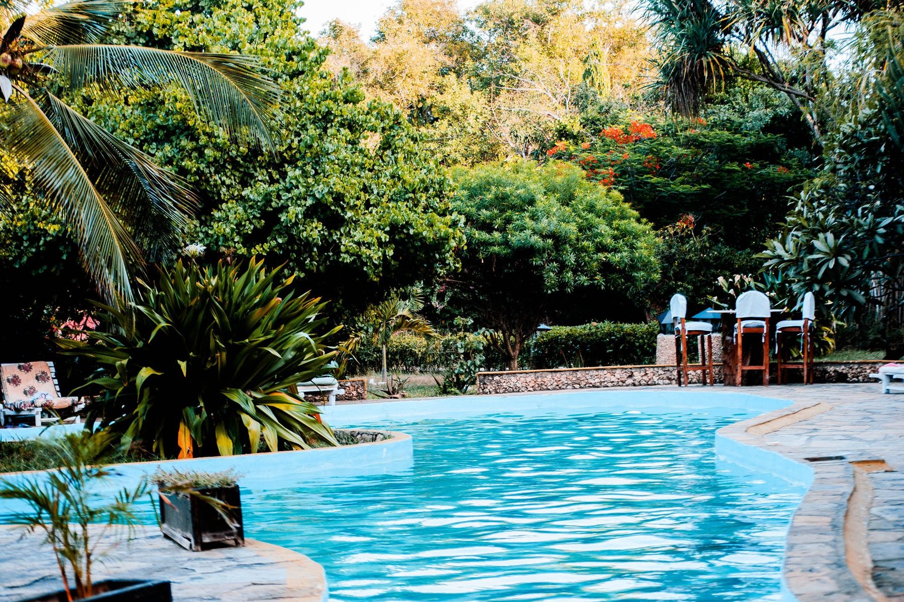 Curved residential pool surrounded by palms